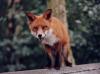 Solihullfox