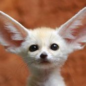 FennecsForum