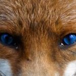 foxespower
