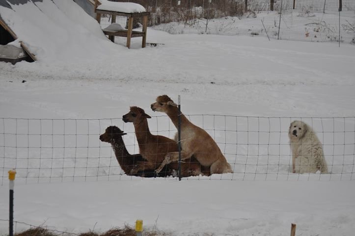 lama orgy.jpg