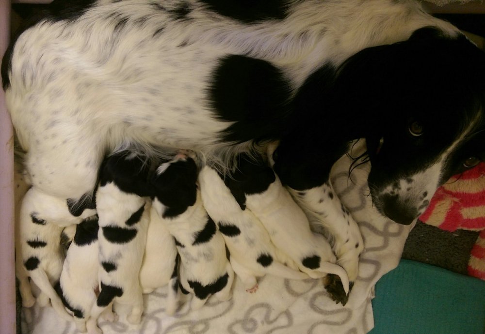 lucy pups.jpg