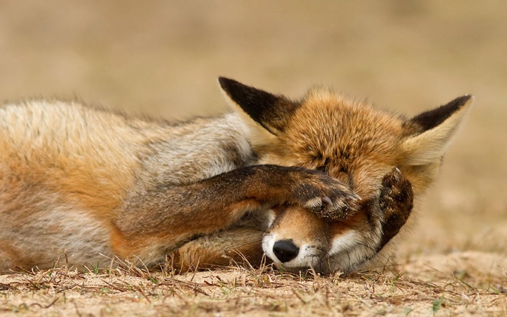 funny-fox-hiding-eyes-wallpaper.jpg