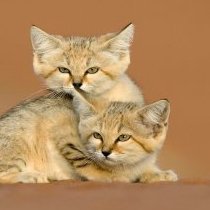 Sand cats