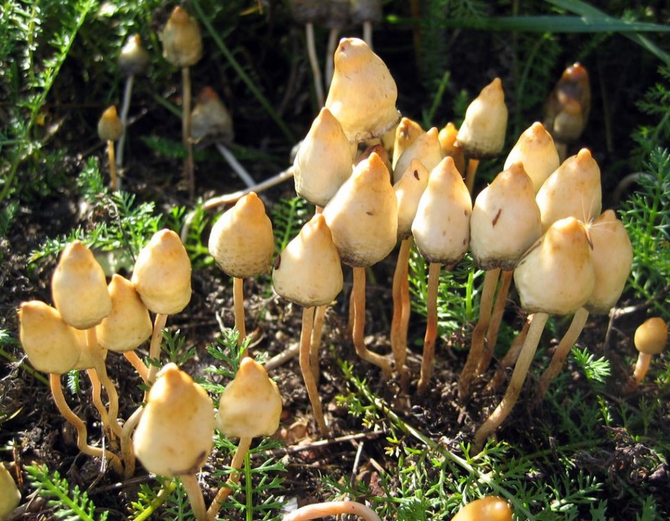 psilocybe_semilanceata.jpg