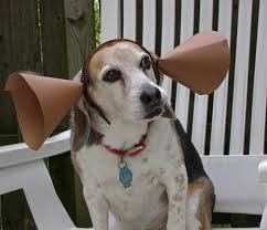 58f2669eae3bc_deafdog.jpg.458535d905cee5a895ba060d21bfe1ac.jpg