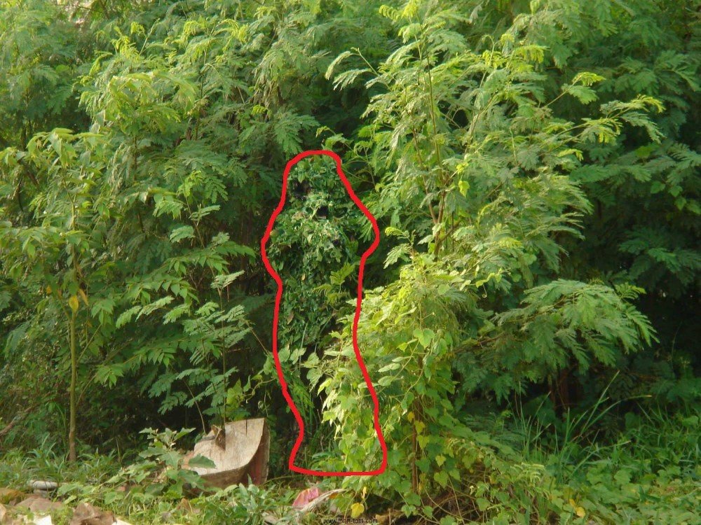camouflage.jpg.ae4620e8425aead747b991827eab9983.jpg