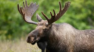 moose.png.3f12fb7ea01c4bc169bf29a97d25964a.png