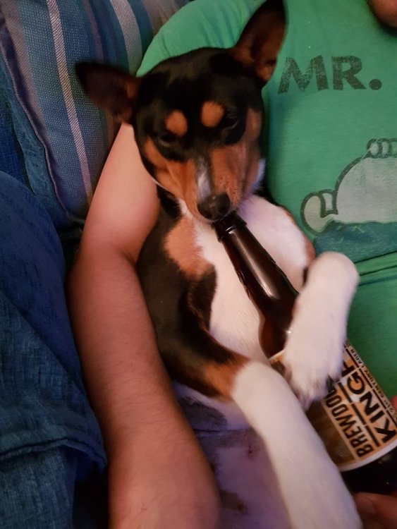 Nala Beer.jpg