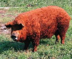 596bd72b05b9e_gingerpig.png.dbd9d691716bb9d1de597478699c8db4.png