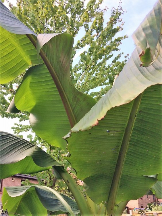 Bananas.thumb.JPG.abeb715baf91d147d85c12cad6407005.JPG