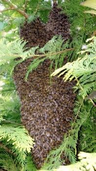 Bees.jpg.e53bdf0f493e0be773532a21b74568d1.jpg
