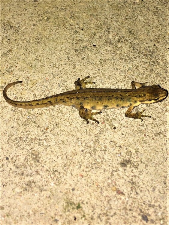 Newt.thumb.JPG.1806ac417d0643448444109ed4be5715.JPG