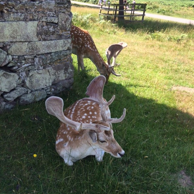 deer.JPG.daad3aaee8836e701b0499efcad99288.JPG