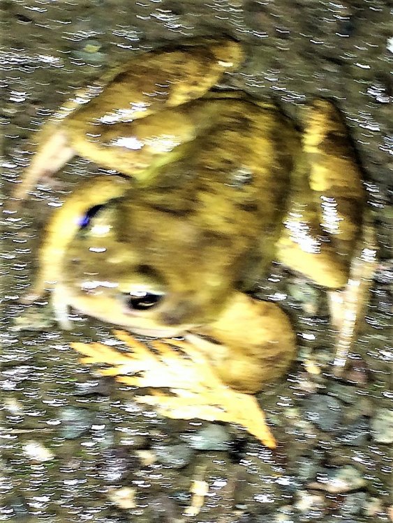 toad.thumb.JPG.a815ce2821deb6bede3bcdbead6f6bf3.JPG