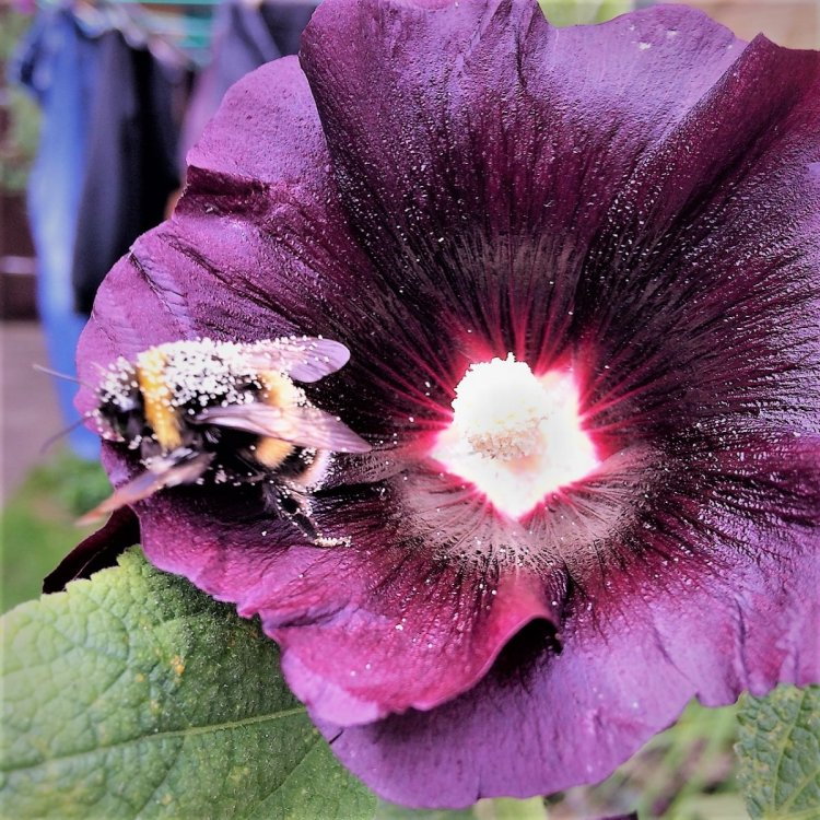 Bee.thumb.JPG.71af7bbe856f4905d6b9a4d6cc96893d.JPG