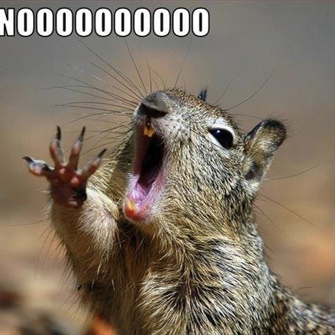 nooo-squirrel.jpg.6a2a50628099d920ecfba4bfc74e2293.jpg