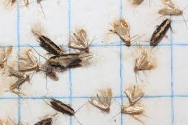 59eb1a5728663_14moths.jpg.9d5940548aaf4f843eb0e73002b5c00d.jpg