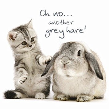 59ecbf615c8d7_Greyhare.jpg.0eb2ecb5f9066244d3de1b0c7a79248c.jpg