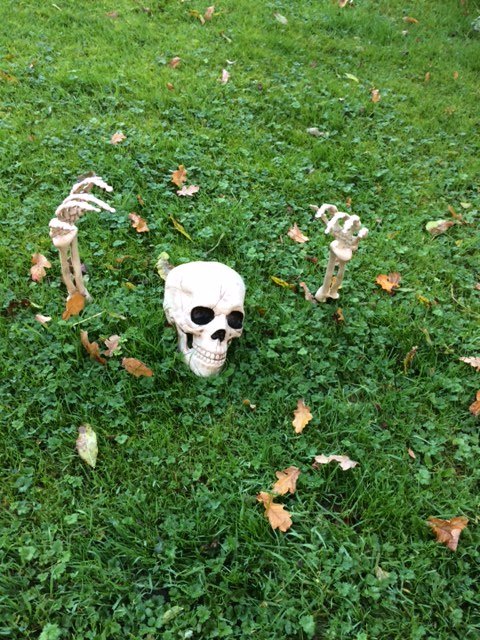Bones.JPG.e7883ed35ab58a8339b950ceca245edc.JPG