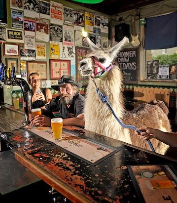 Llama-Walks-into-a-Bar-Perry-Duffin-The-Maitland-Mercury-Fairfax-Media.jpg.dde195fa1ce8df836214fddd4c89d433.jpg