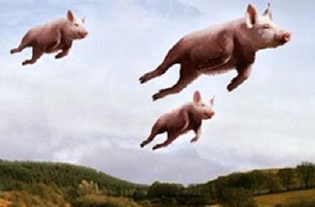 pigs.JPG.079eb204566d202610403404f0eeed7d.JPG
