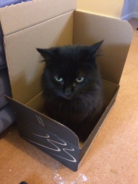 5a60f3c62cc26_Boxofcat.JPG.b899a13c2eb9e18a5b48511ada26f9a1.JPG