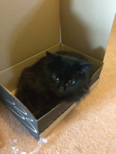 5a60f3d7d6f35_Catinabox.JPG.8250d39de0f5765cad9e930bd5765ef0.JPG