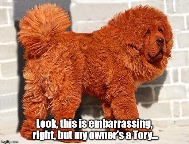 5a74c969e088c_gingerdog.jpg.5da8d770fe8c8b0c3409006f67a9acda.jpg