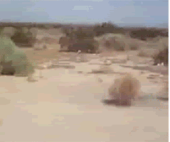 200.gif.12073bcc0adda13506a2cfb135f82fcf.gif