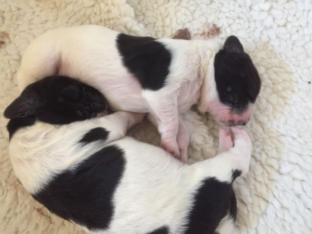 pups.jpg