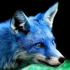 Blue fox LE2