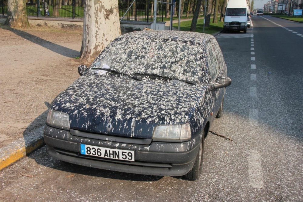 bird-poop-on-car.jpg