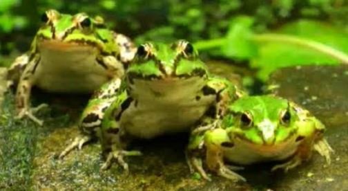 frogs.JPG.1c256a466ec6e5efaa3700d4c8283fde.JPG