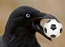 raven.JPG.1fe2a153ad368eb6a1d00241f50a72ec.JPG