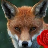 Foxello