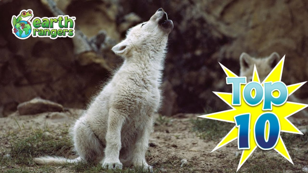 image.thumb.png.854d8f4cb9e5cc2c0cc0e73dfe9258cd.png
