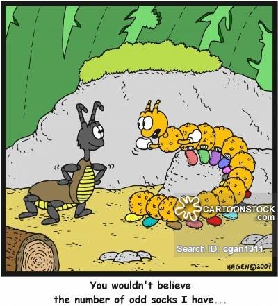 animals-centipedes-odd_sock-leg-millipedes-pairs-cgan1311_low.jpg.1c112706c37a002f41fcbe1e29b1f5e5.jpg