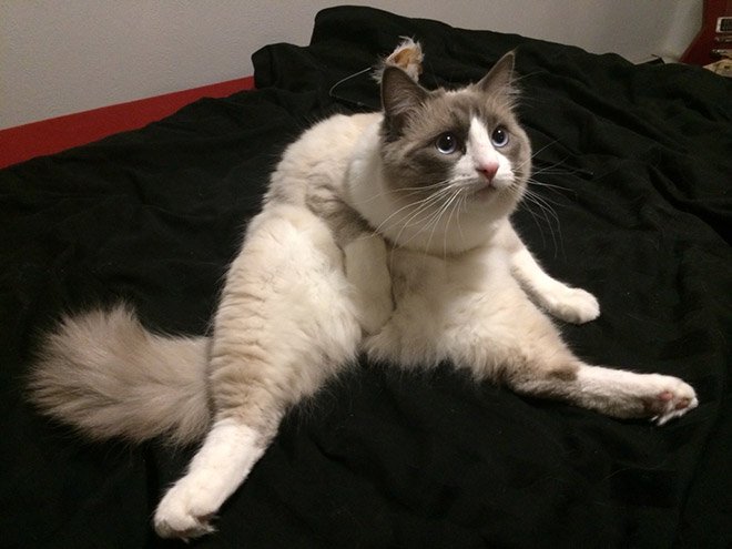 cat-smiling-14.jpg.4e8d038e62e853a4f2cdb30e9b3a5c91.jpg