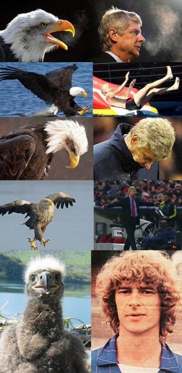 WENGER.jpg