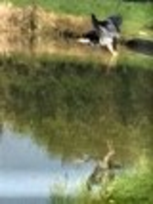 Heron2.png.9c0eac42a749b98d218950f02587b979.png
