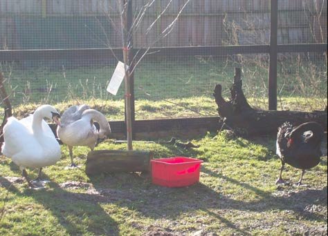 black-swan-2.jpg.d4ad3fdcfb27e48fe4c0e531175b67d7.jpg