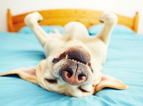 snore.JPG.d2f270102f7e41dc5509231b501c01f0.JPG