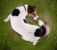 dogtail.JPG.2e7da10a0542d7b7c272cc01e561bb71.JPG