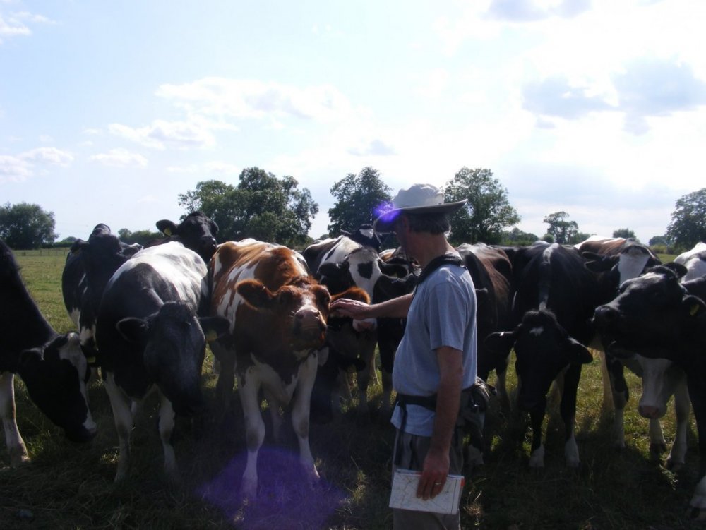 Moo.jpg