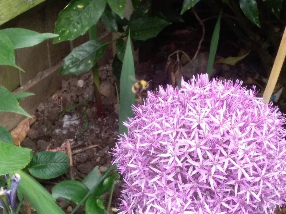 bee pic.jpg