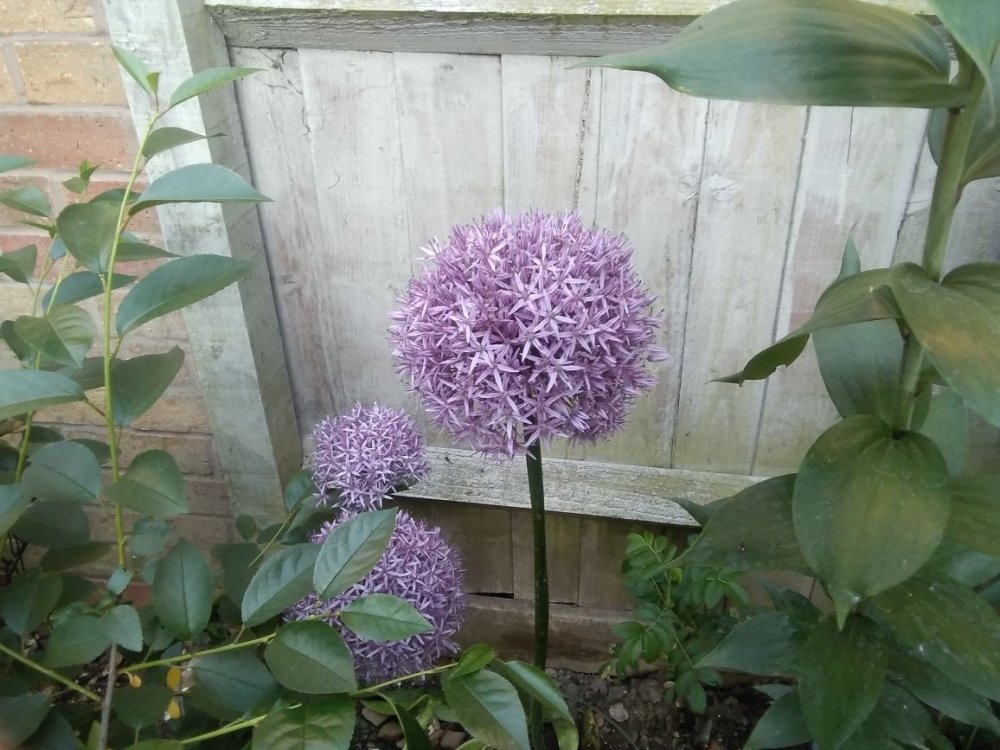 flower.jpg