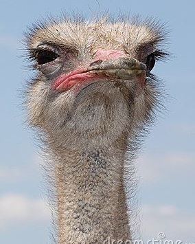 ostrich.JPG.5416dd4f90b9844444b8415681be7ece.JPG