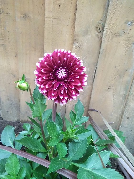 dahlia 1.jpg