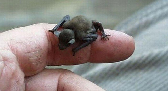bumblebee-bat-1.jpg.d182697e7c7d2d938545595a943a780e.jpg