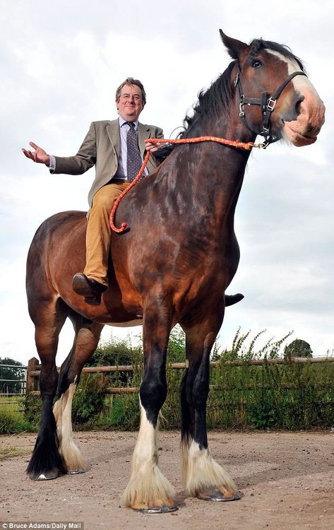horse.jpg